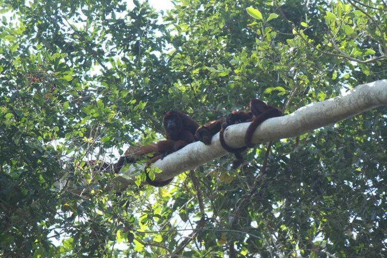 Ecolucerna Lodge Tambopata Puerto Maldonado Dış mekan fotoğraf